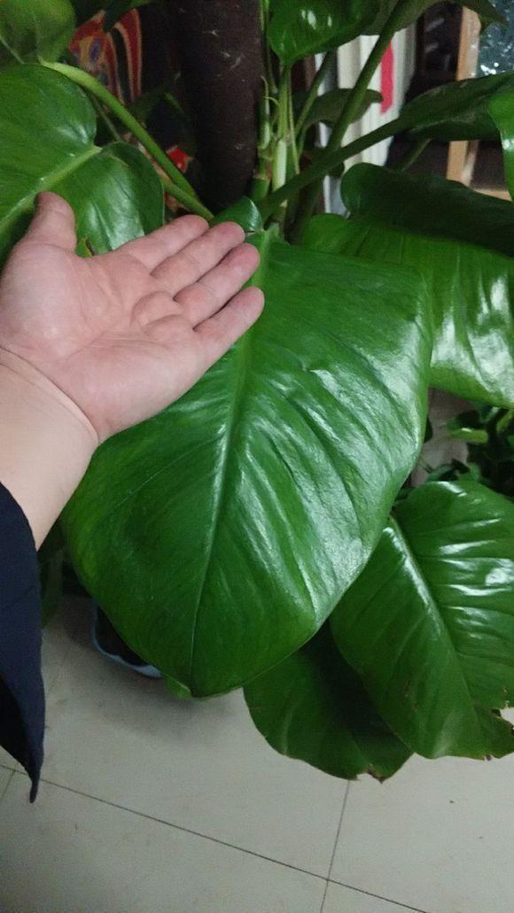 元气满满|你家绿萝叶子越来越小老花农都用这种方法养绿萝,叶子想大就大