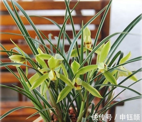 兰花浇水有学问,做不到这“六看”,别想养出生气勃勃的兰花