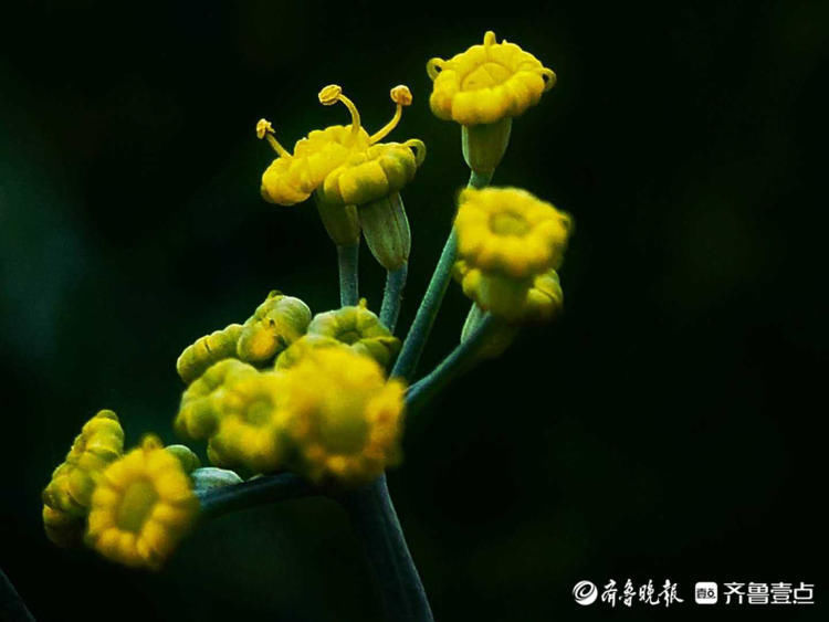小巧|花开齐鲁精细小巧!临沂郯城烂漫盛开的茴香花,你认识吗?