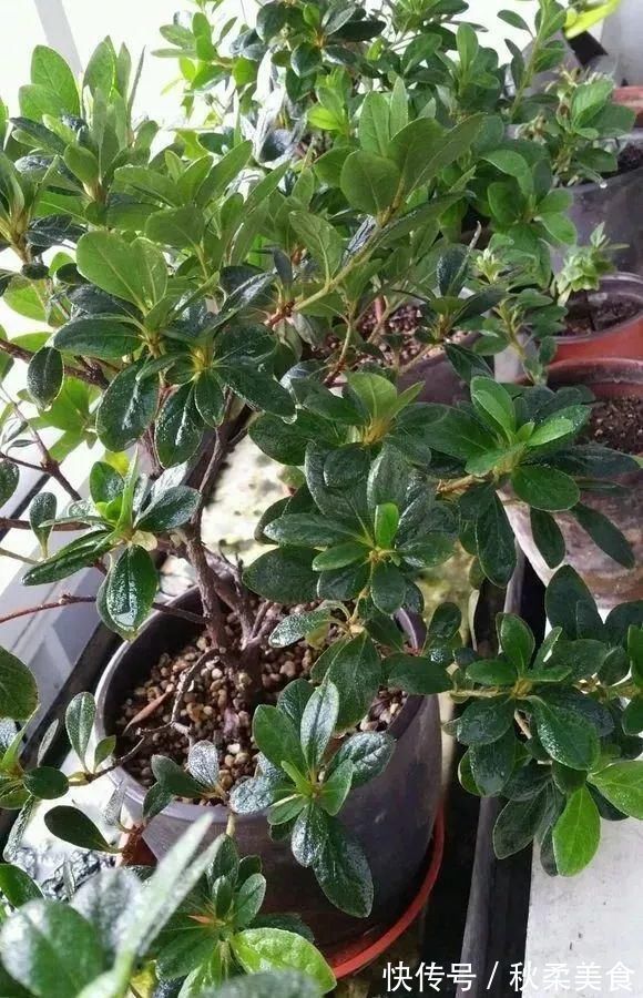 坏习惯|浇水有3个坏习惯,赶紧改,不然土壤板结像石块,花儿总烂根!