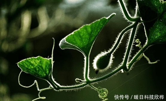 偷吃|先天十大灵根都是什么, 孙悟空偷吃过两种!