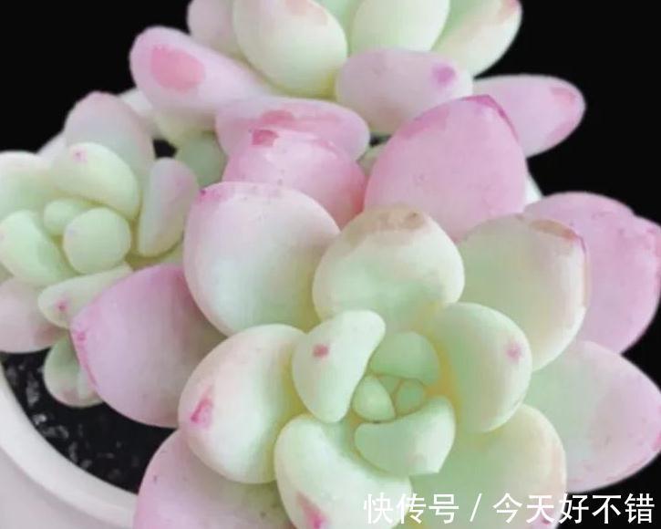 多肉养着养着就死的5个原因,看看你中招了没有