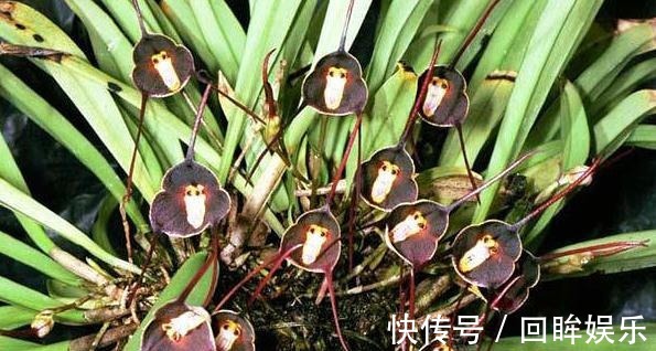 兰花界的“美猴王”，猴面小龙兰，怎么养首要价值是什么