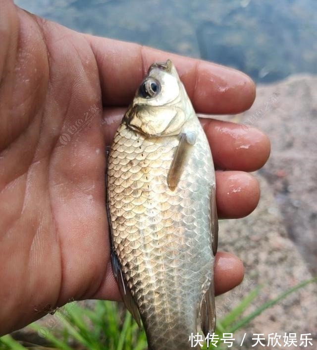 向高龄钓友请教的“摇三摇”钓法,毫无保留的分享给大家
