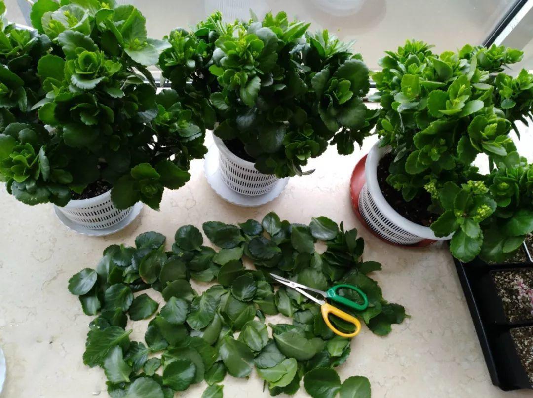 朱顶红|养花的3个坏习惯,赶紧戒掉,不然再好养的花都得挂!