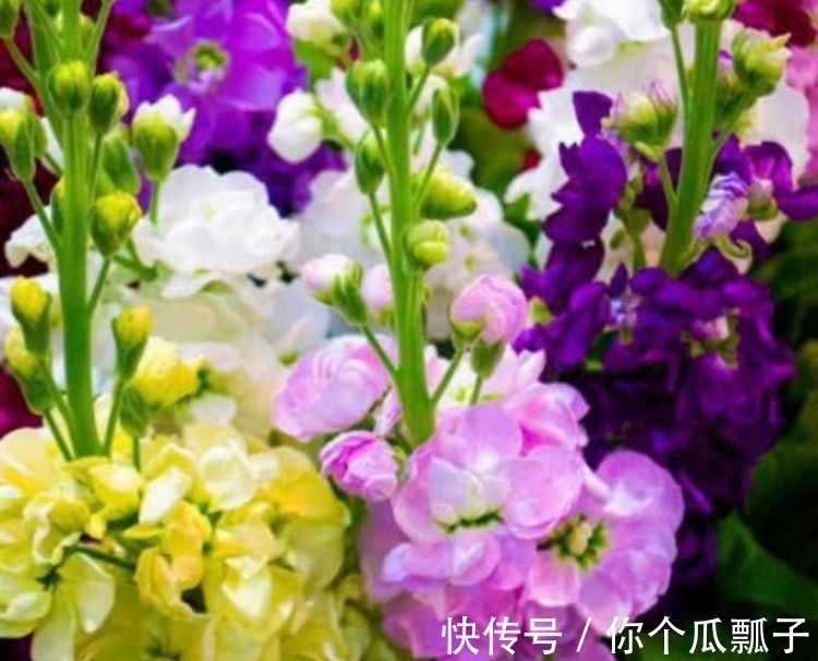 最适合新手养的几种花，好养漂亮花期长，开花一簇簇，开成百花园