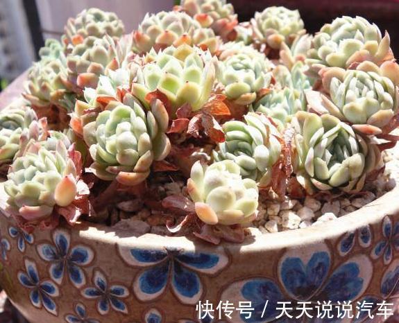 多肉植物|降低窒息风险,不可忽略的多肉饮水习惯