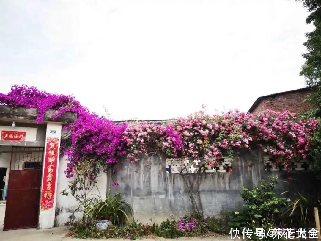 16种特长寿的植物,养十年以上,那都算年轻