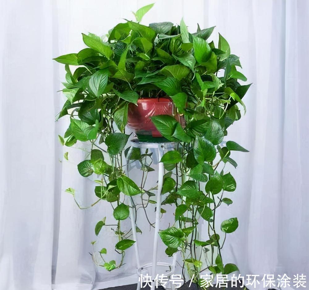 进入10月，建议扦插5种花，温度适宜利于生根，成活率直线上升