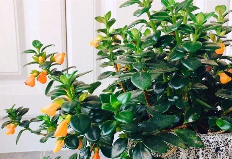 金枝玉叶|命里“多金”的5种花,寓意好又贵气,家里养一盆,带来好运气