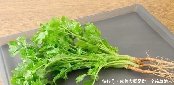 保存香菜不能直接放冰箱,老农教你一招,香菜不腐烂不变黄