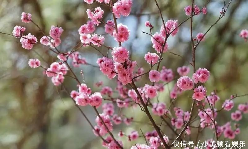 一条街|春城春意浓，西山区赏花正当时