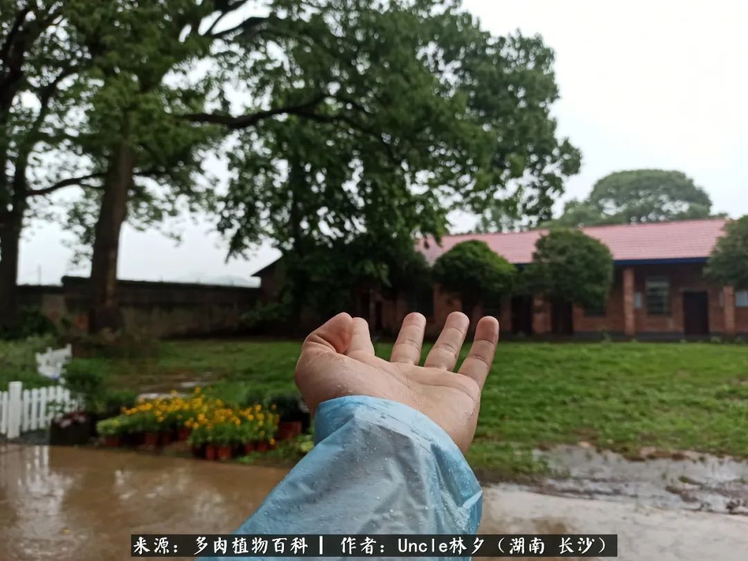 多肉植物|多肉庭院慢生活种一片多肉,喝一杯果酒,泡一壶清茶!