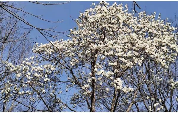 一年春景莫错过，最是花开好时节——到上海滨江森林公园寻找春天