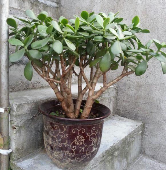 叶子|嫌花长的丑,趁现在砍头,满盆都是新叶子!