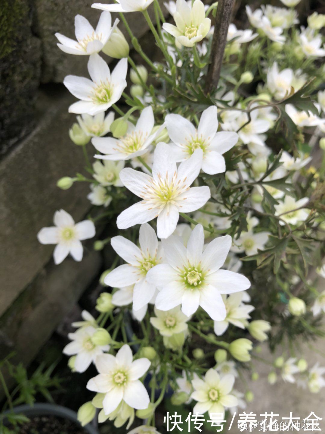 5月必养的铁线莲，耐热、好养、花期长，爬满一墙花