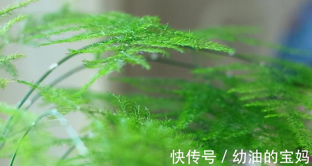 家里的文竹枯黄叶落,不妨试着改变养护方法,让你的文竹重焕生机