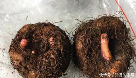美过|其貌不扬,长得比土豆还丑的根块,却开出美过牡丹、月季的花朵