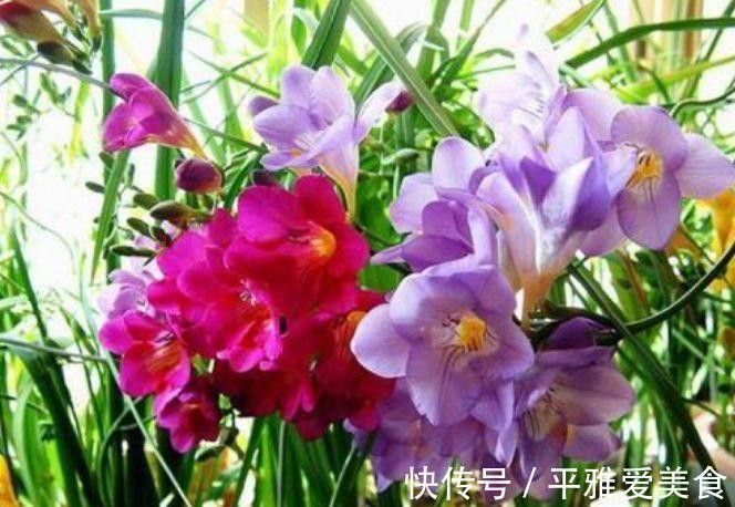 花朵|开花最香的4种花，家里养一盆，开花多、长得快，花团锦簇