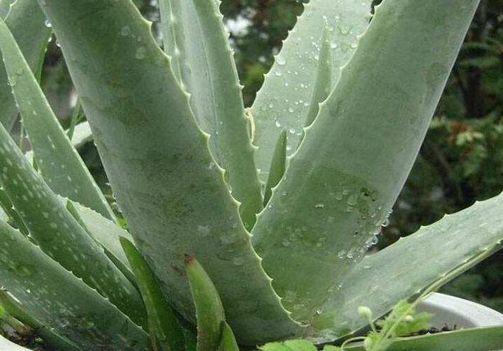 入冬后养3种花,浇水越懒惰,来年长势越好,你了解嘛