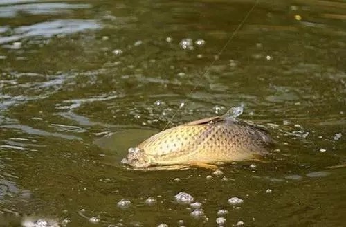 钓鲤鱼不要靠碰运气了,摸透它的钓法比什么都重要!