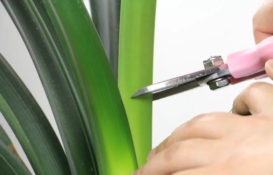 蝴蝶兰开花不是一次性,花后剪一剪,还能继续开花