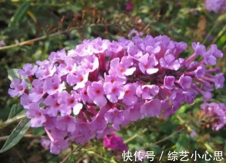 春天就养此款植物，好养易打理，清新脱俗，懒人最爱