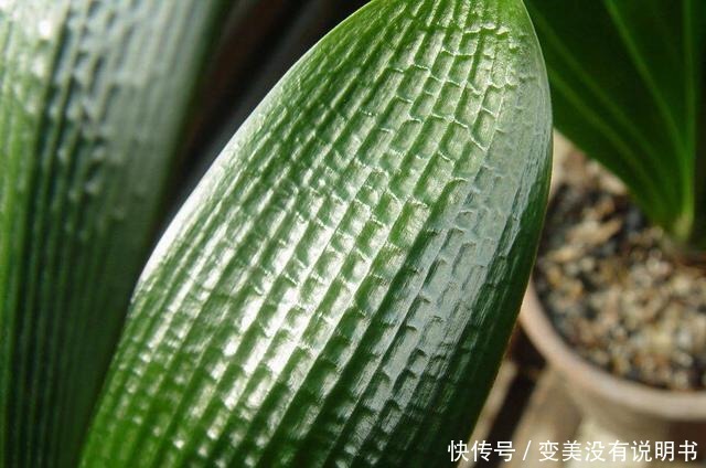 君子兰缺肥有什么症状一年四季怎样给君子兰施肥!