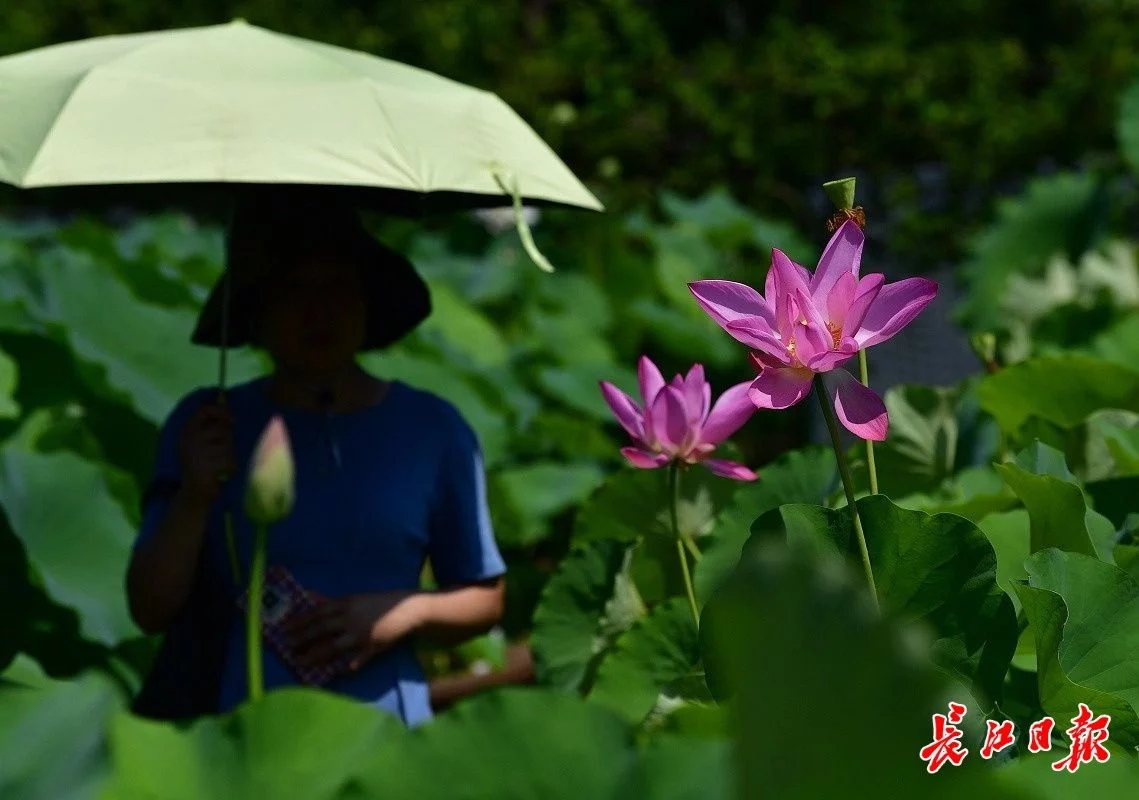 武汉植物园荷花种质资源圃首次开放，几百种科研用的荷花原来长这样