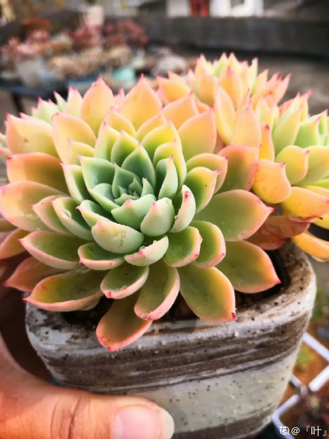 橙梦露|自从养了这8种多肉,我就没出过门,太“毒”了