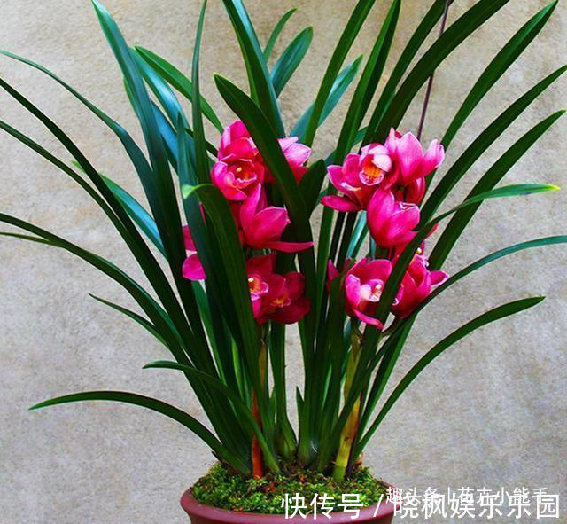 浓香型兰花|适合懒人的兰花，一年四季开不停，味香色艳，阳台轻松变成兰花园