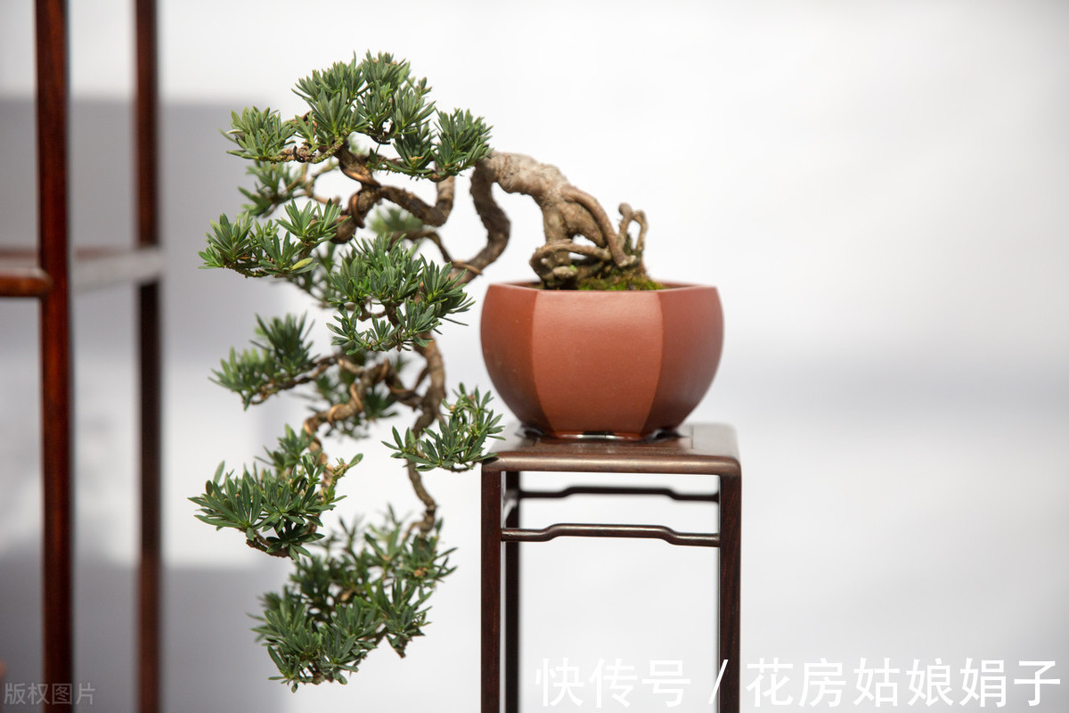 植物|别再为浇水发愁了，给你支招“10多10少”浇水法，比啥方法多管用