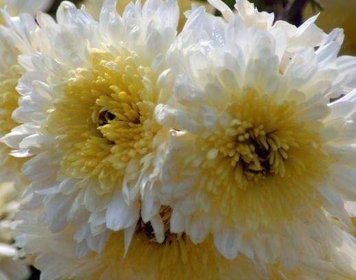 花朵|4款不怕热的花,放在阳台一晒,开花一茬接一茬,轻松爆成花海