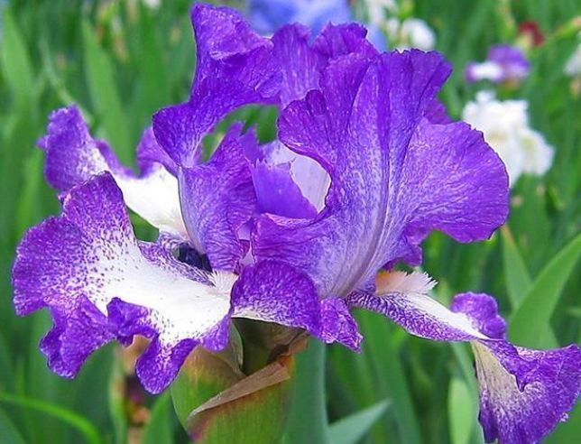 几种花,超爱开花,一夏花开不断,漂亮又喜庆,你养了吗?