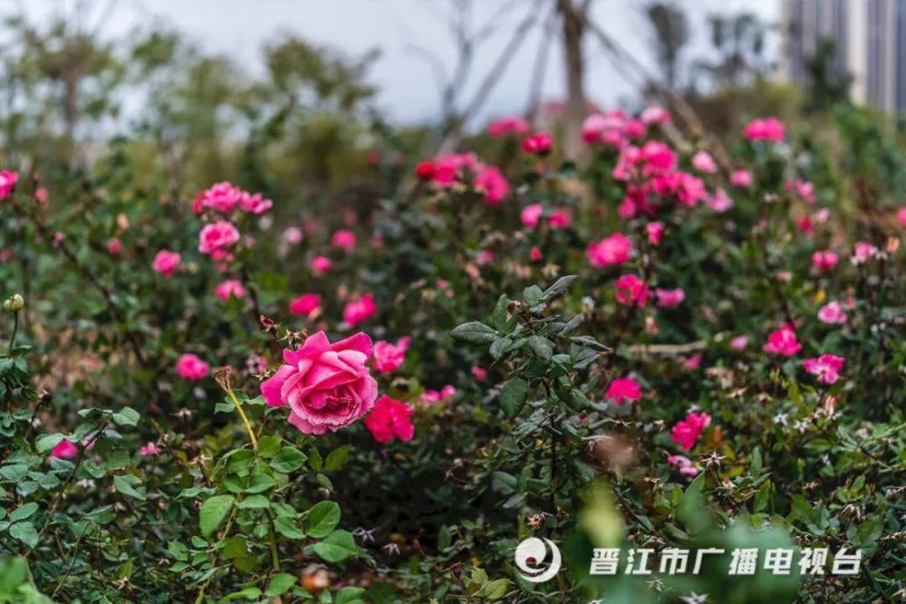 老年|惊艳来袭！晋江市区千亩“天然氧吧”，春节赏花好去处！