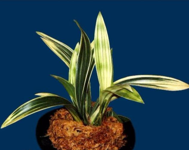 各种兰花对湿度的需求量,教你这样判断和调整的,很简单!