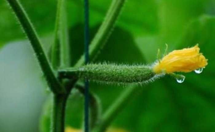 胆固醇|别看它不起眼, 却是高血脂的“死对头”, 常吃远离血栓困扰