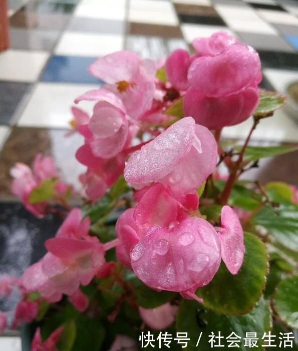 5种花,开花时间超长,养一盆一整年都开花!