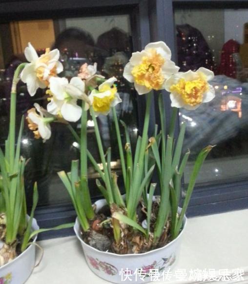 吊兰|绿萝、吊兰不要再养了,养上4种花,美感更足,还格外的富贵