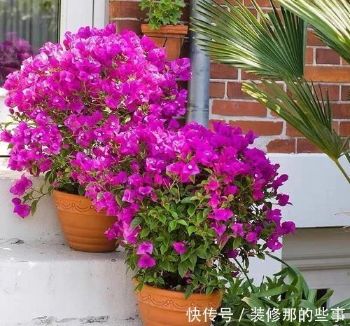 光照|夏天三角梅有“三怕”,难怪只长叶子不开花,做对才能开出群花