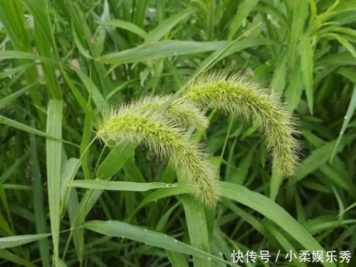 特效药|农村随处可见的狗尾巴草,用来煮水治好了3种病,比特效药还管用