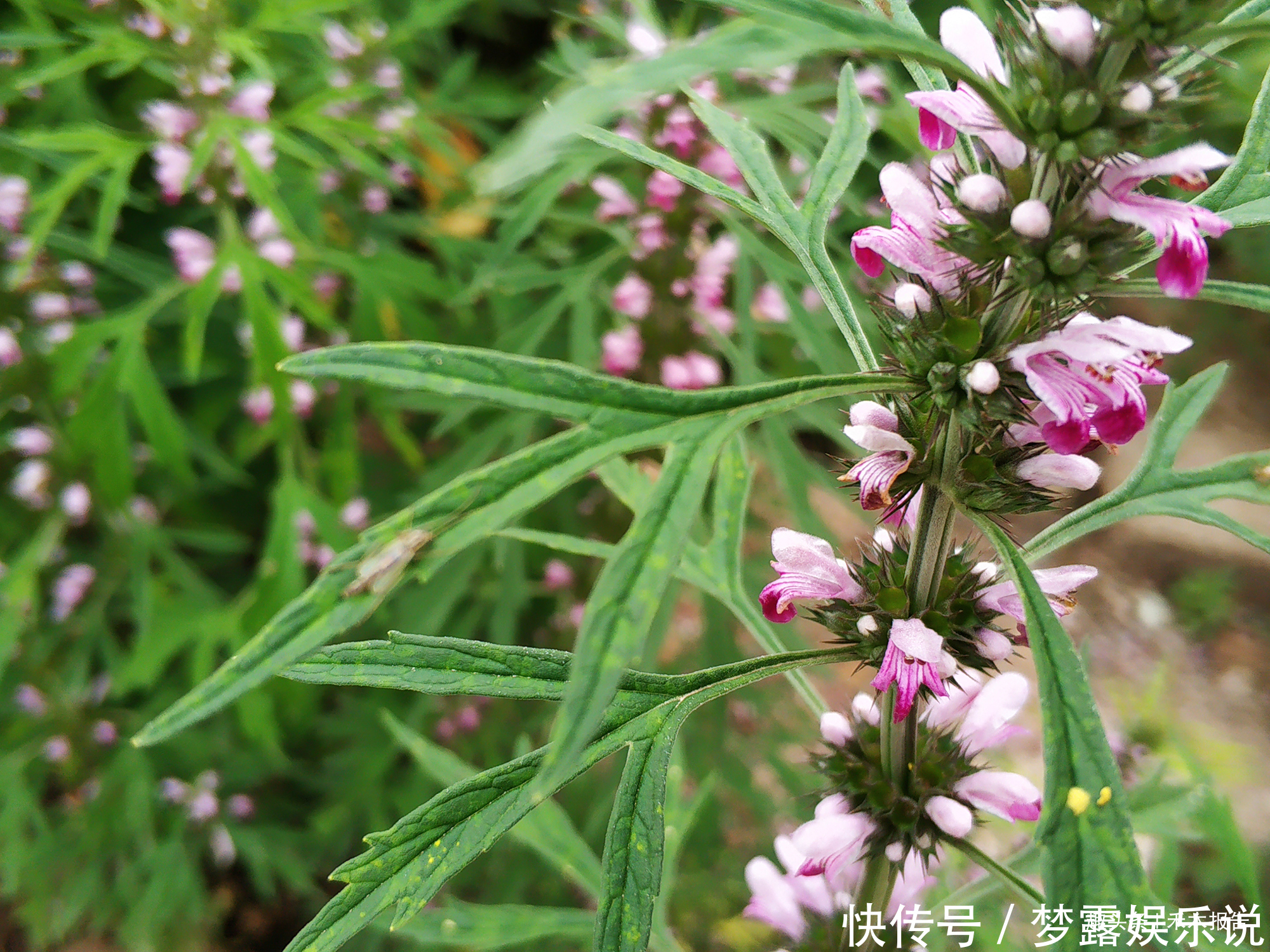 益母草膏|田边常见的野草，长得像艾草，见到可别错过，煲汤对女性有好处