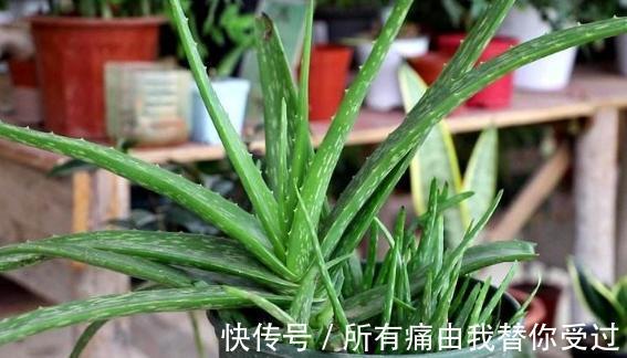 家庭养花摸清采光好与坏的区别,室内盆栽什么植物都没问题