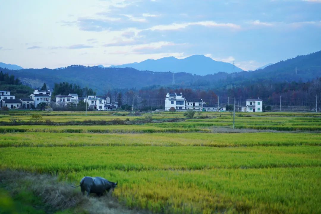 徽派|一座搬来的古村，20余栋几近坍塌的徽派民居，拼成了黟县画里乡村