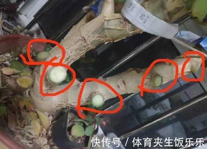 玉树如何修剪？轻松2步，养成枝繁叶茂的小树、枝壮叶绿又开花