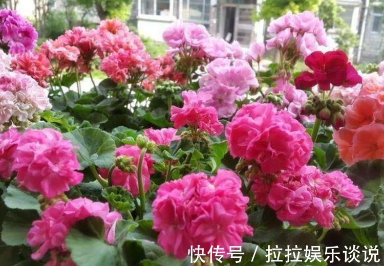 花期|5种花很耐养，开花漂亮花期长，沾土就能活，超美的