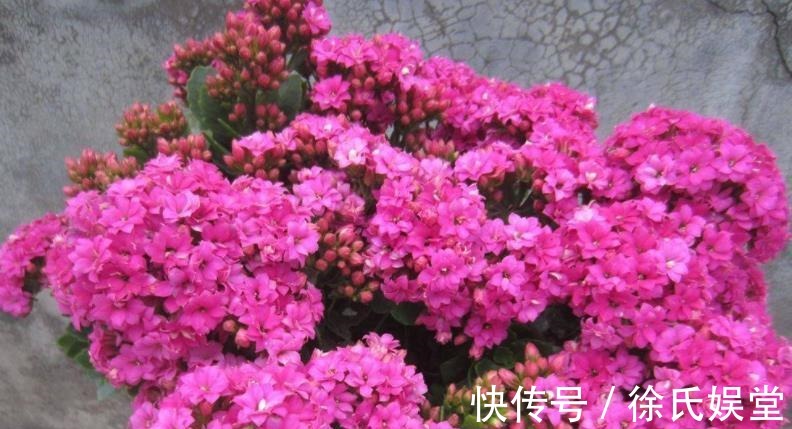 长寿花|新手须知：秋冬养长寿花，5个要点要谨记，做好了才能早开花