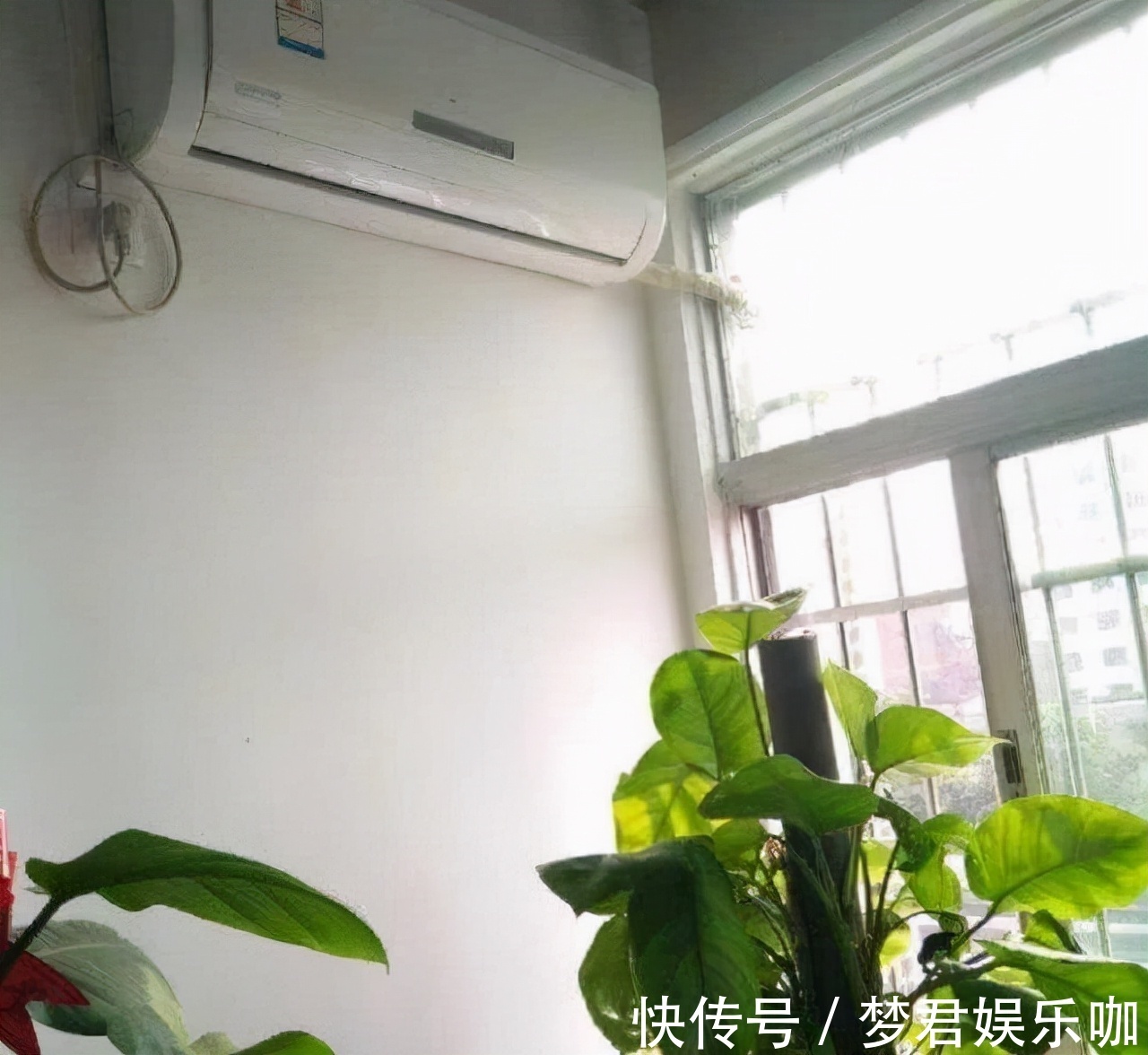 家中这“4处”摆花,花只会越来越“衰”,可惜很多人不知道