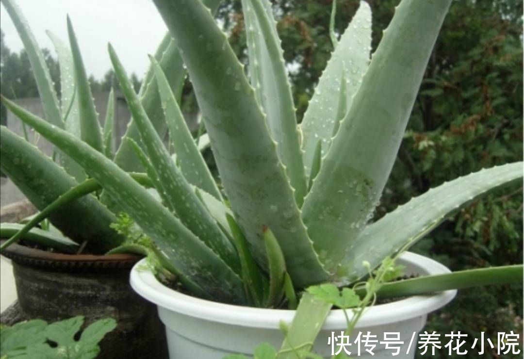 汁液|家里养芦荟，有4大好处，建议养一盆