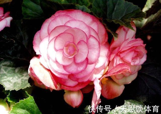 一种花,开花刹不住,花朵高贵典雅,仙气十足,非常值得拥有!